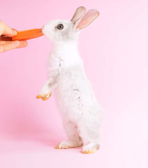 cute white bunny with carrot 1
