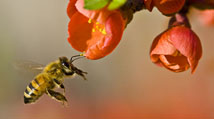 800px-Pollinationn Louise Docker