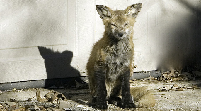 The Fox by Victor Goodpasture ProDigital Imaging