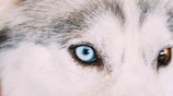 eye of a wolf brand