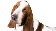 hound dog loyalty banking